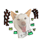 白柴犬2022（個別スタンプ：10）