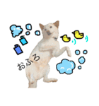 白柴犬2022（個別スタンプ：11）