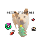 白柴犬2022（個別スタンプ：12）