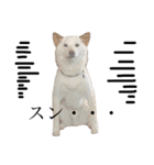 白柴犬2022（個別スタンプ：14）