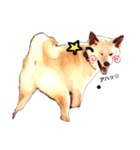 白柴犬2022（個別スタンプ：15）