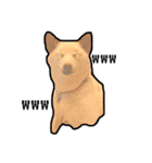 白柴犬2022（個別スタンプ：18）