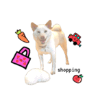 白柴犬2022（個別スタンプ：19）