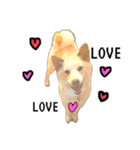 白柴犬2022（個別スタンプ：20）