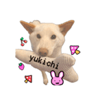 白柴犬2022（個別スタンプ：21）