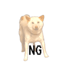白柴犬2022（個別スタンプ：23）