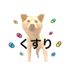 白柴犬2022（個別スタンプ：26）