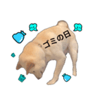 白柴犬2022（個別スタンプ：27）