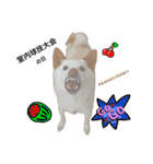 白柴犬2022（個別スタンプ：30）