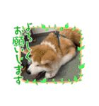 秋田犬、朔太郎スタンプ（個別スタンプ：7）