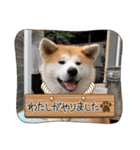 秋田犬、朔太郎スタンプ（個別スタンプ：21）