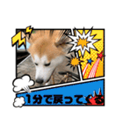 秋田犬、朔太郎スタンプ（個別スタンプ：22）