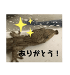 ヤモリの徳吉くん×カナヘビの斉藤さん達！（個別スタンプ：3）