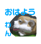 柴犬(石粉粘土製)（個別スタンプ：2）