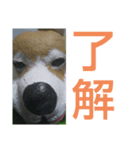 柴犬(石粉粘土製)（個別スタンプ：6）