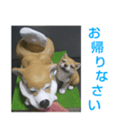 柴犬(石粉粘土製)（個別スタンプ：15）