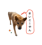 チロル vol.1（個別スタンプ：7）