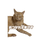 どらやき＆きなこ（個別スタンプ：4）