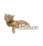 どらやき＆きなこ（個別スタンプ：5）
