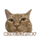 どらやき＆きなこ（個別スタンプ：6）