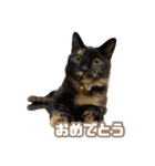 どらやき＆きなこ（個別スタンプ：13）