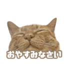 どらやき＆きなこ（個別スタンプ：16）