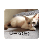 ねこ様 ラグドールのとろろ（個別スタンプ：7）