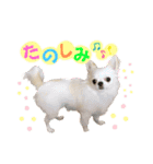 マウたんスタンプ（個別スタンプ：4）