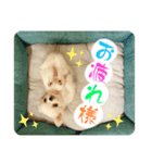 マウたんスタンプ（個別スタンプ：5）