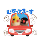 トイプードル車屋ラン（個別スタンプ：24）