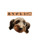 365日使えるStamp！@with_corona（個別スタンプ：1）