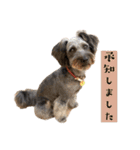 365日使えるStamp！@with_corona（個別スタンプ：9）