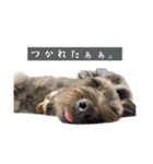 365日使えるStamp！@with_corona（個別スタンプ：12）