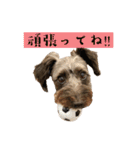 365日使えるStamp！@with_corona（個別スタンプ：13）