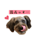 365日使えるStamp！@with_corona（個別スタンプ：20）