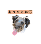 365日使えるStamp！@with_corona（個別スタンプ：24）
