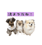 365日使えるStamp！@with_corona（個別スタンプ：33）