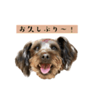 365日使えるStamp！@with_corona（個別スタンプ：40）