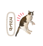 日本猫なごくんのまいにち（個別スタンプ：15）