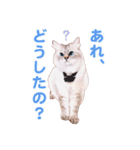 しっぽなねこず ＊reviced＊（個別スタンプ：4）