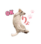ジャックのベルちゃんの日常すたんぷ（個別スタンプ：5）