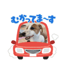 ジャックのベルちゃんの日常すたんぷ（個別スタンプ：13）
