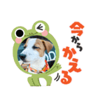 ジャックのベルちゃんの日常すたんぷ（個別スタンプ：14）