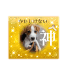 ジャックのベルちゃんの日常すたんぷ（個別スタンプ：22）