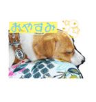 ジャックのベルちゃんの日常すたんぷ（個別スタンプ：24）