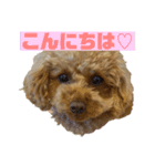 purine✳︎（個別スタンプ：1）