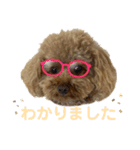 purine✳︎（個別スタンプ：3）