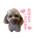 purine✳︎（個別スタンプ：4）