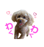 purine✳︎（個別スタンプ：5）