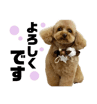 purine✳︎（個別スタンプ：7）